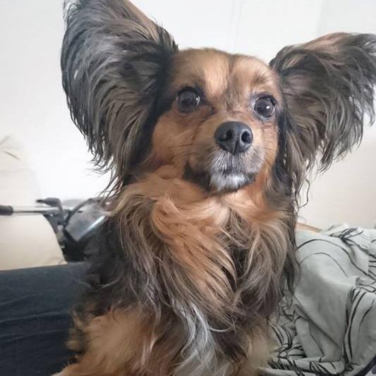 Blanding af racer Morgan - Forår 2017 billede 1