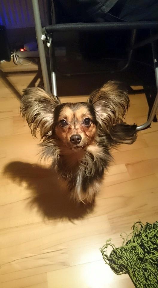 Blanding af racer Morgan - Morgan 1 år billede 5