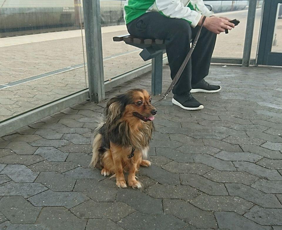 Blanding af racer Morgan - Oktober 2016 billede 2