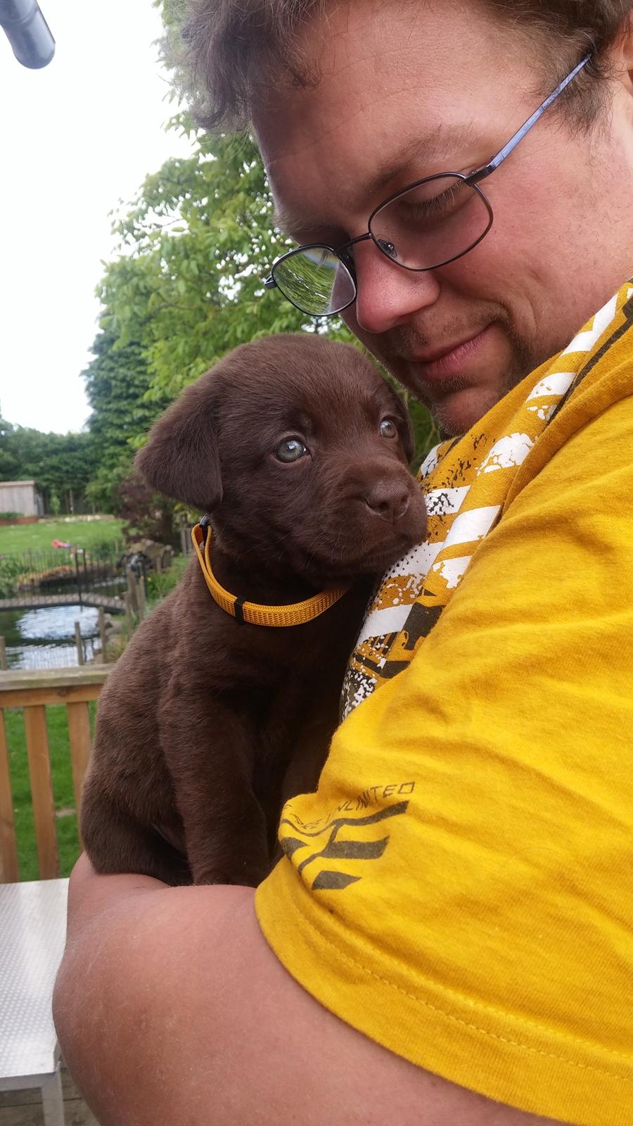 Labrador retriever Ziva - 42 dage billede 23