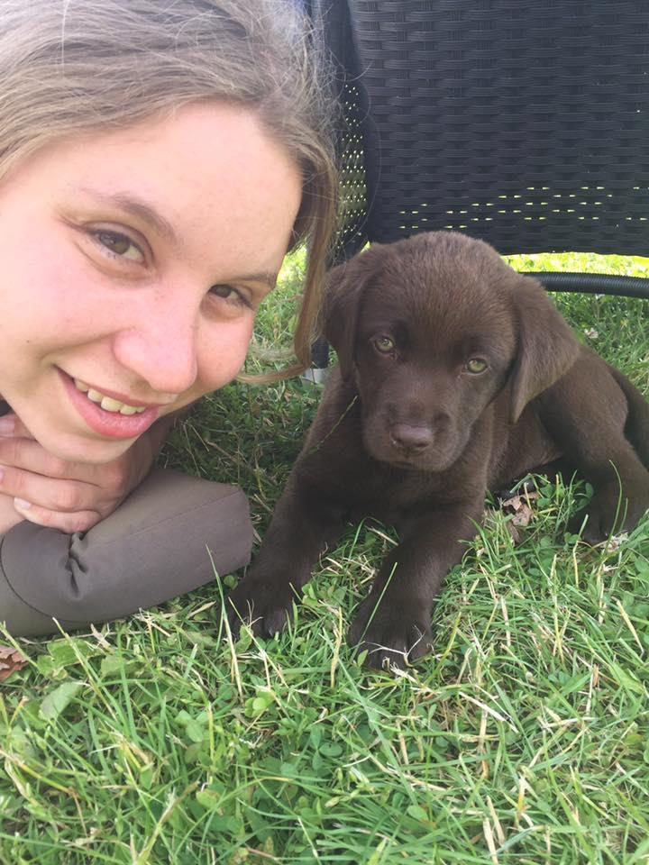 Labrador retriever Ziva - 8 uger  billede 20