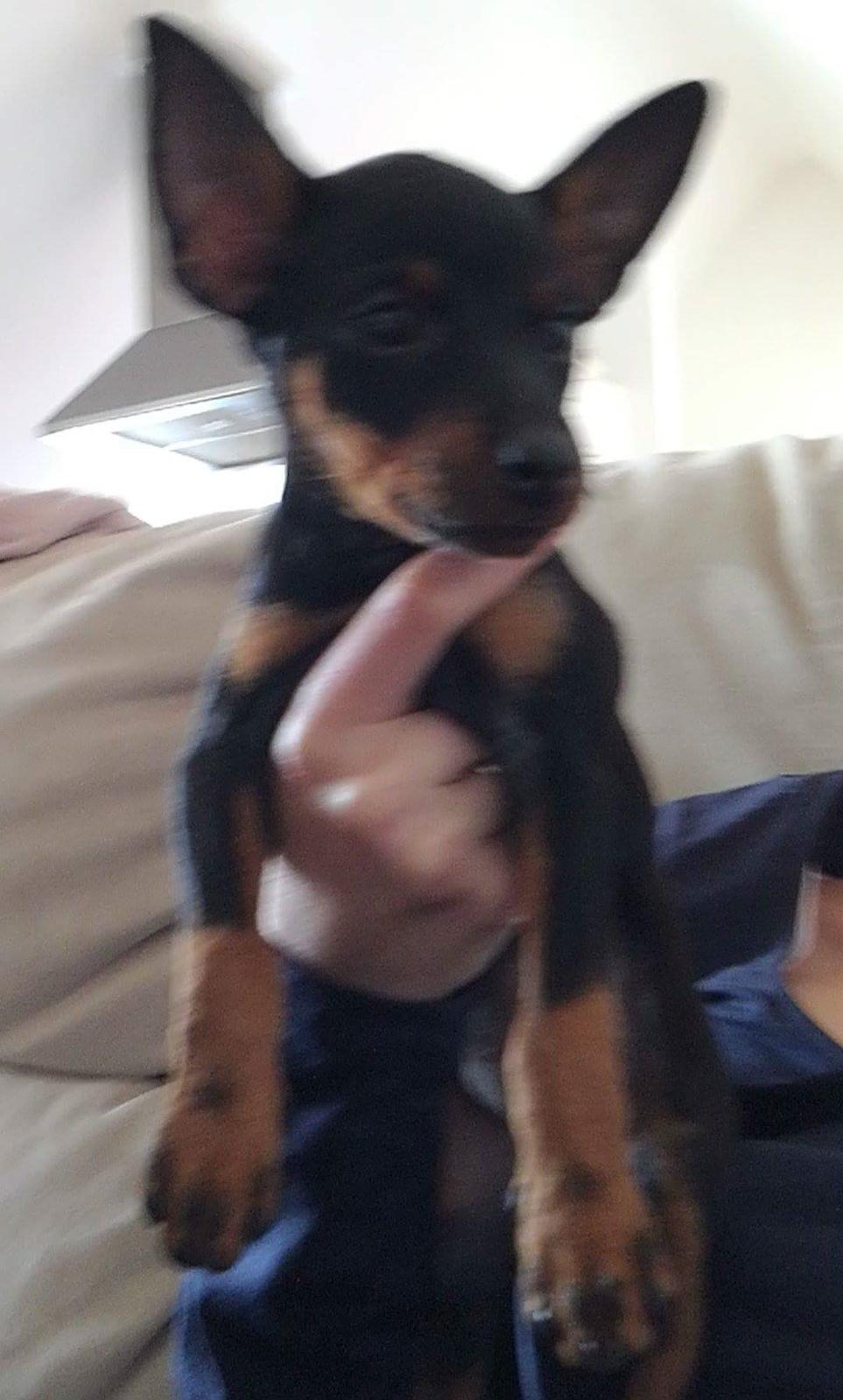 Dvaergpinscher Caro  billede 1