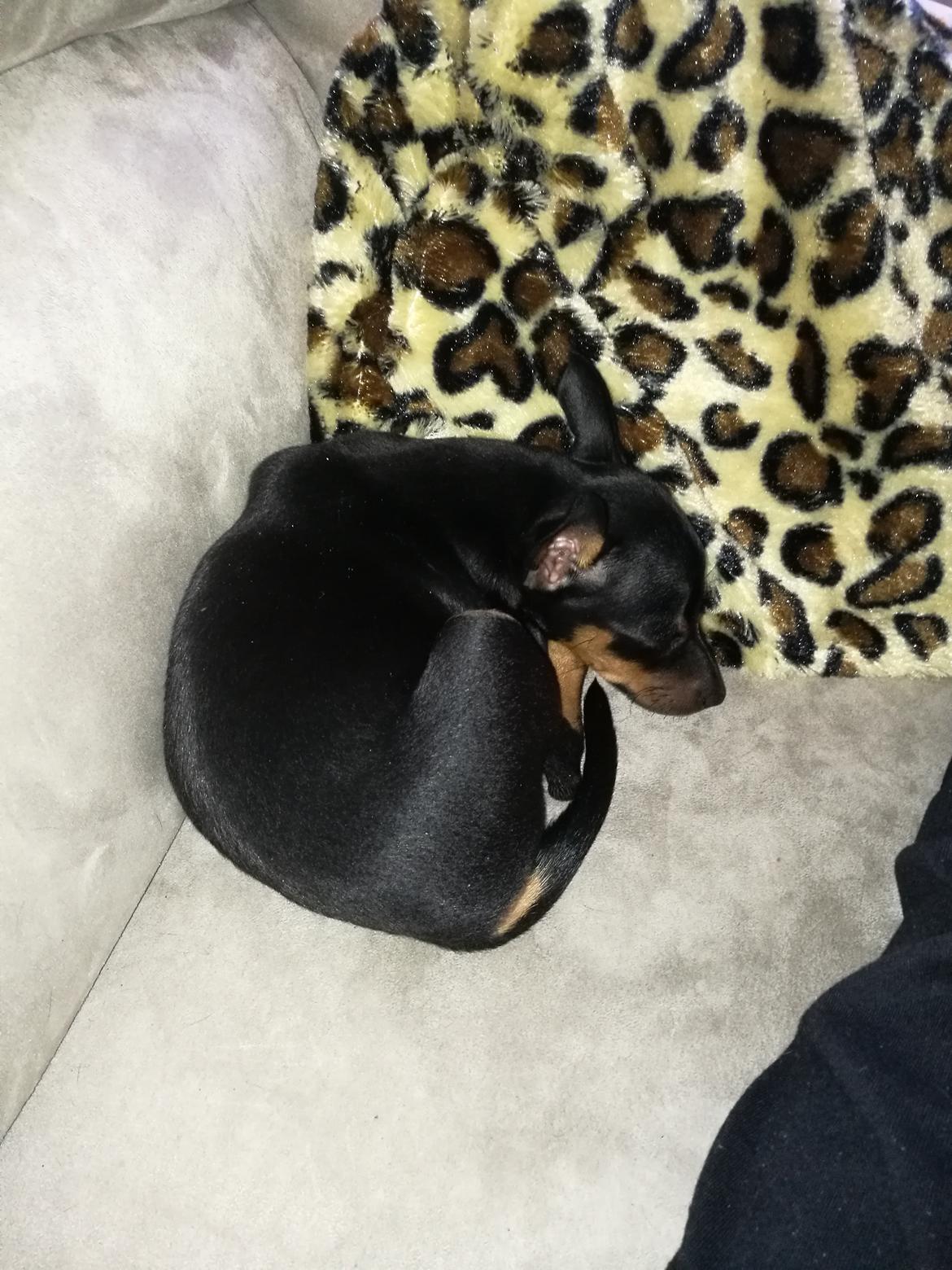 Dvaergpinscher Caro  billede 2