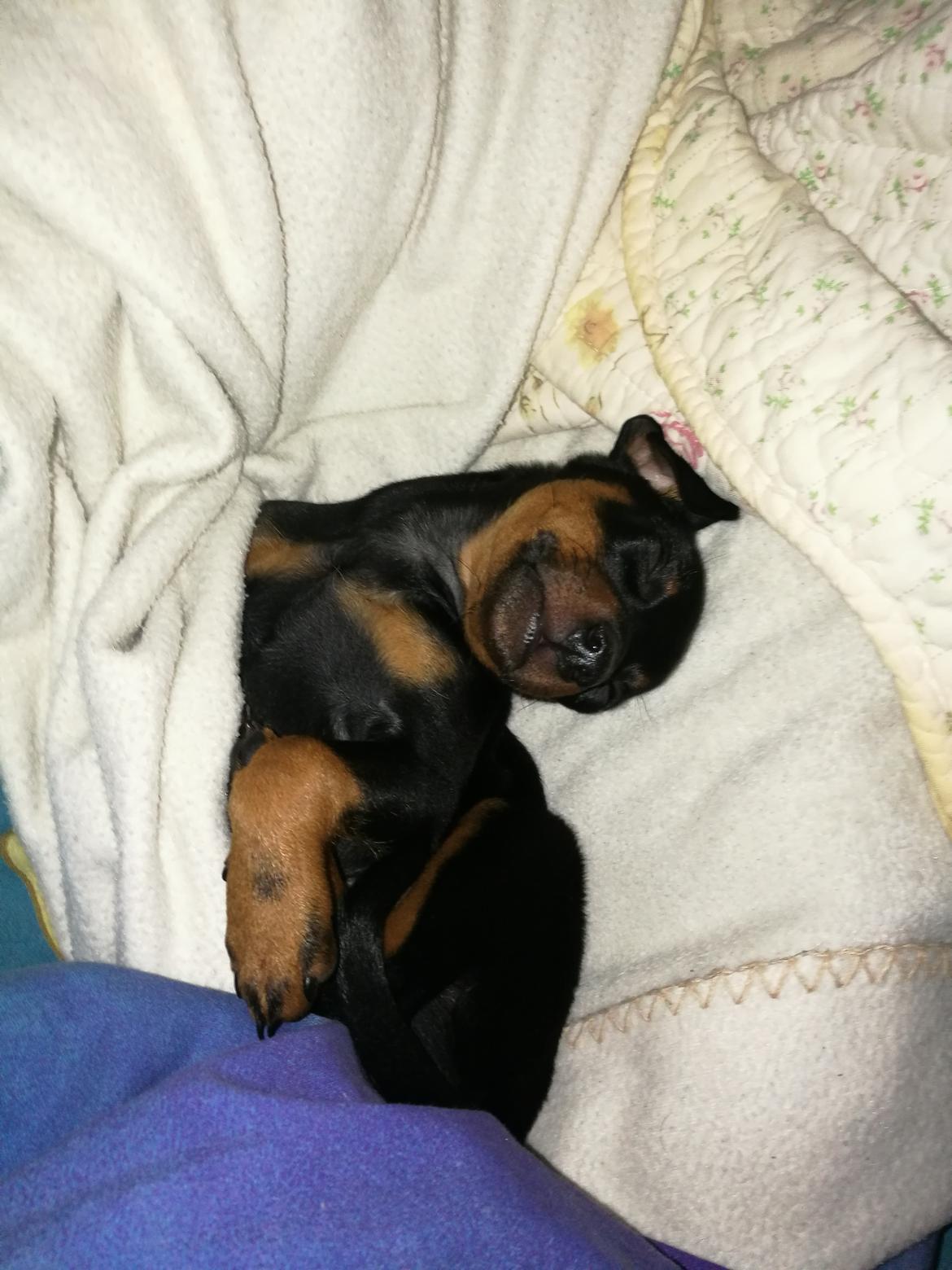 Dvaergpinscher Caro  billede 3