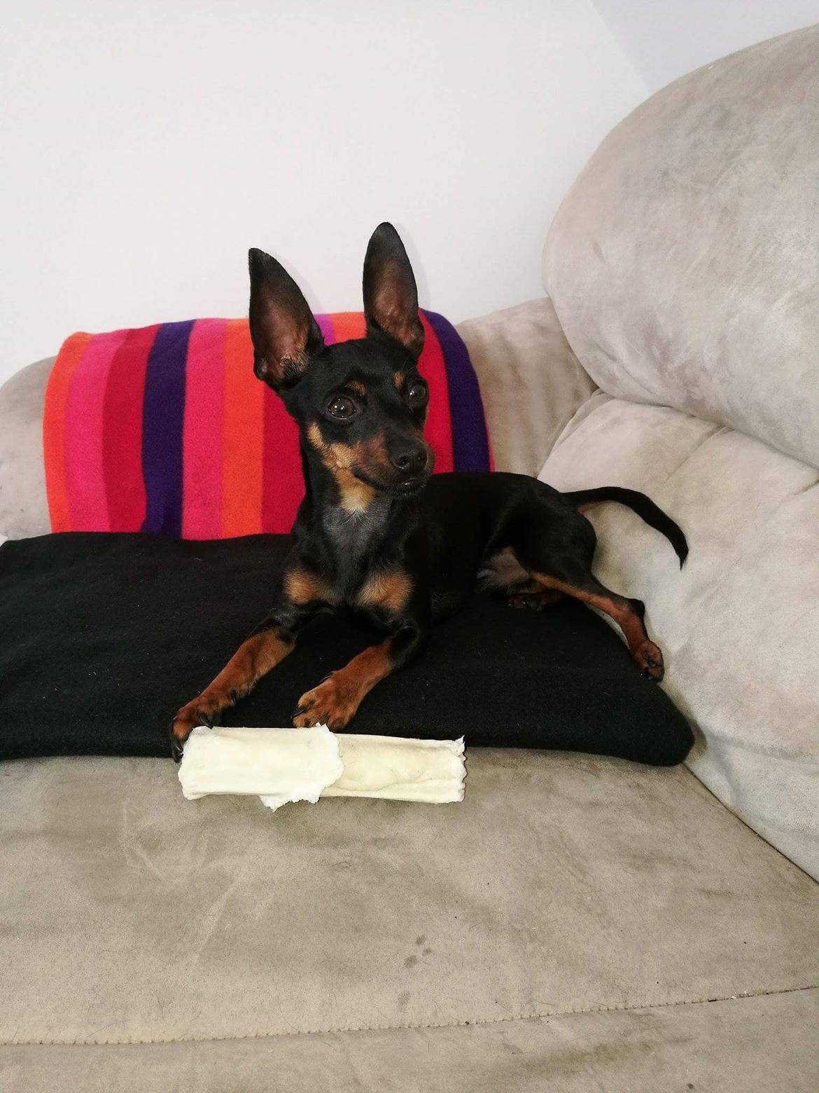 Blanding af racer Frej  billede 8