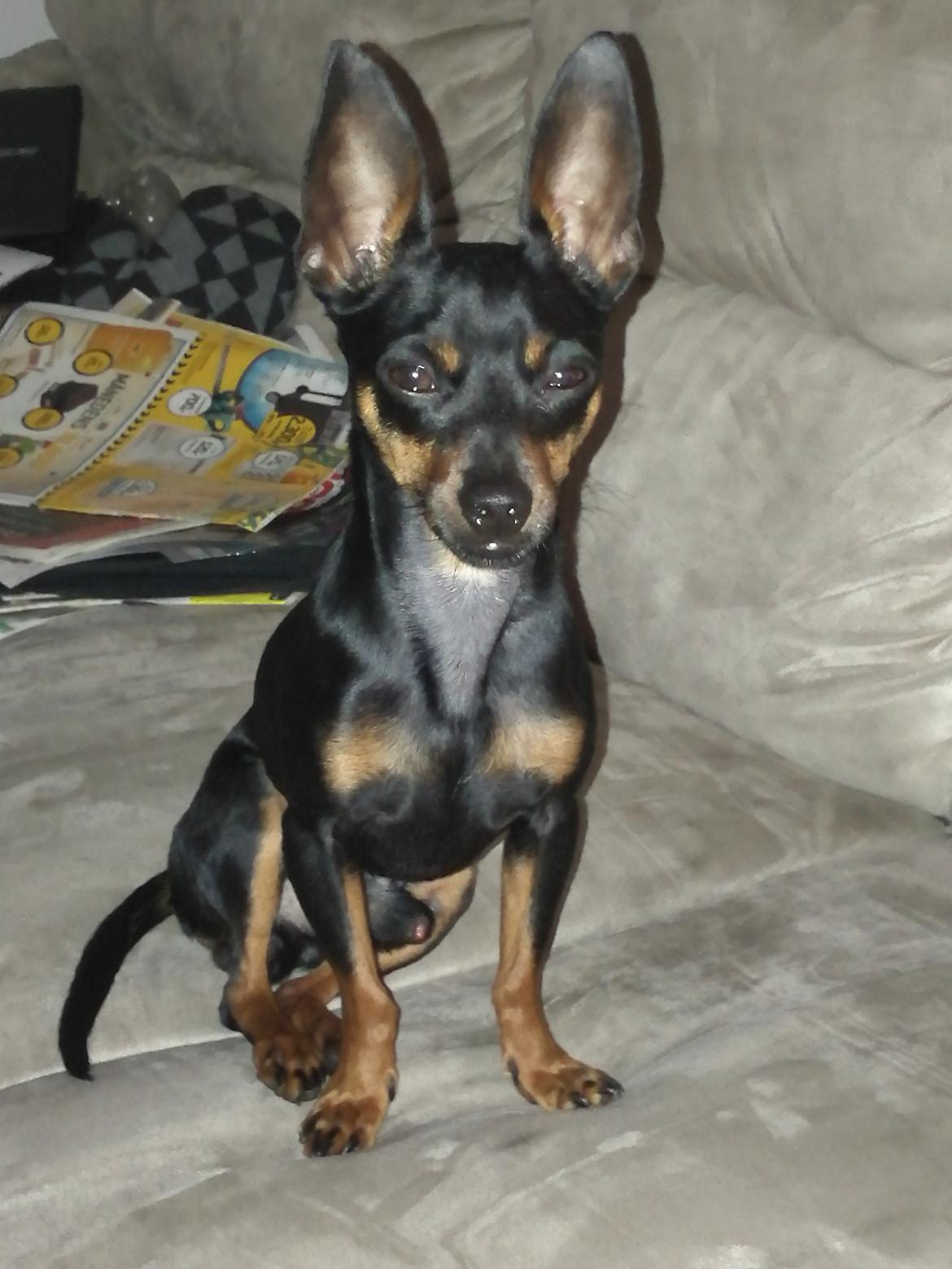 Blanding af racer Frej  billede 9