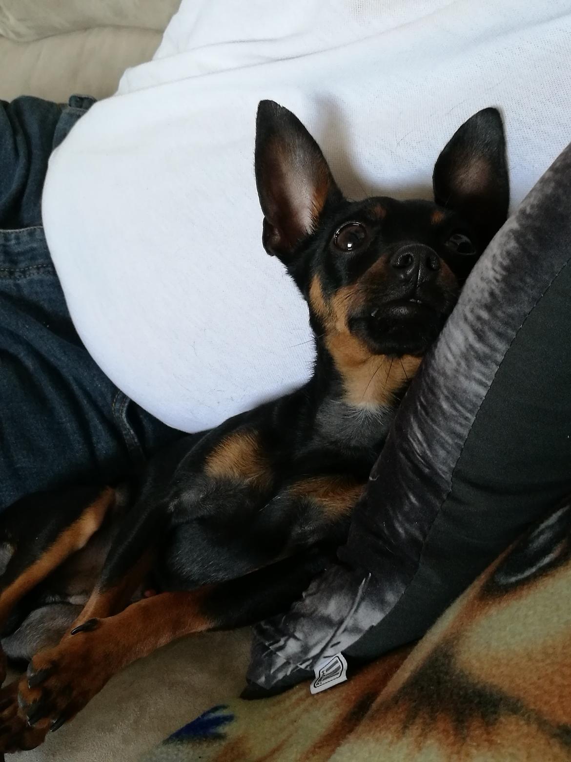 Blanding af racer Frej  billede 10