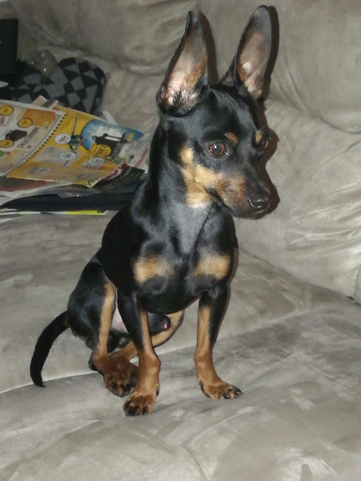 Blanding af racer Frej  billede 11