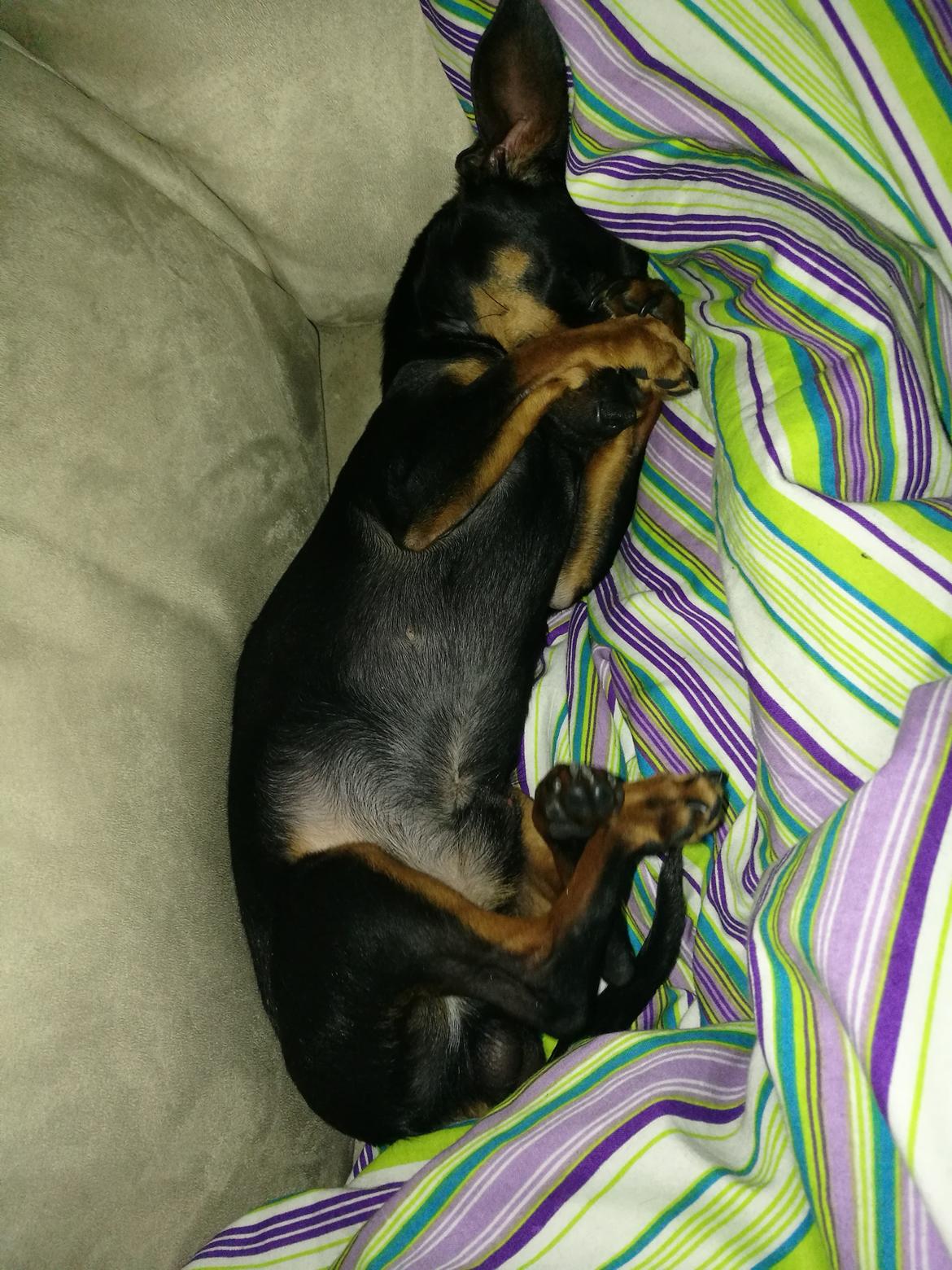 Blanding af racer Frej  billede 12