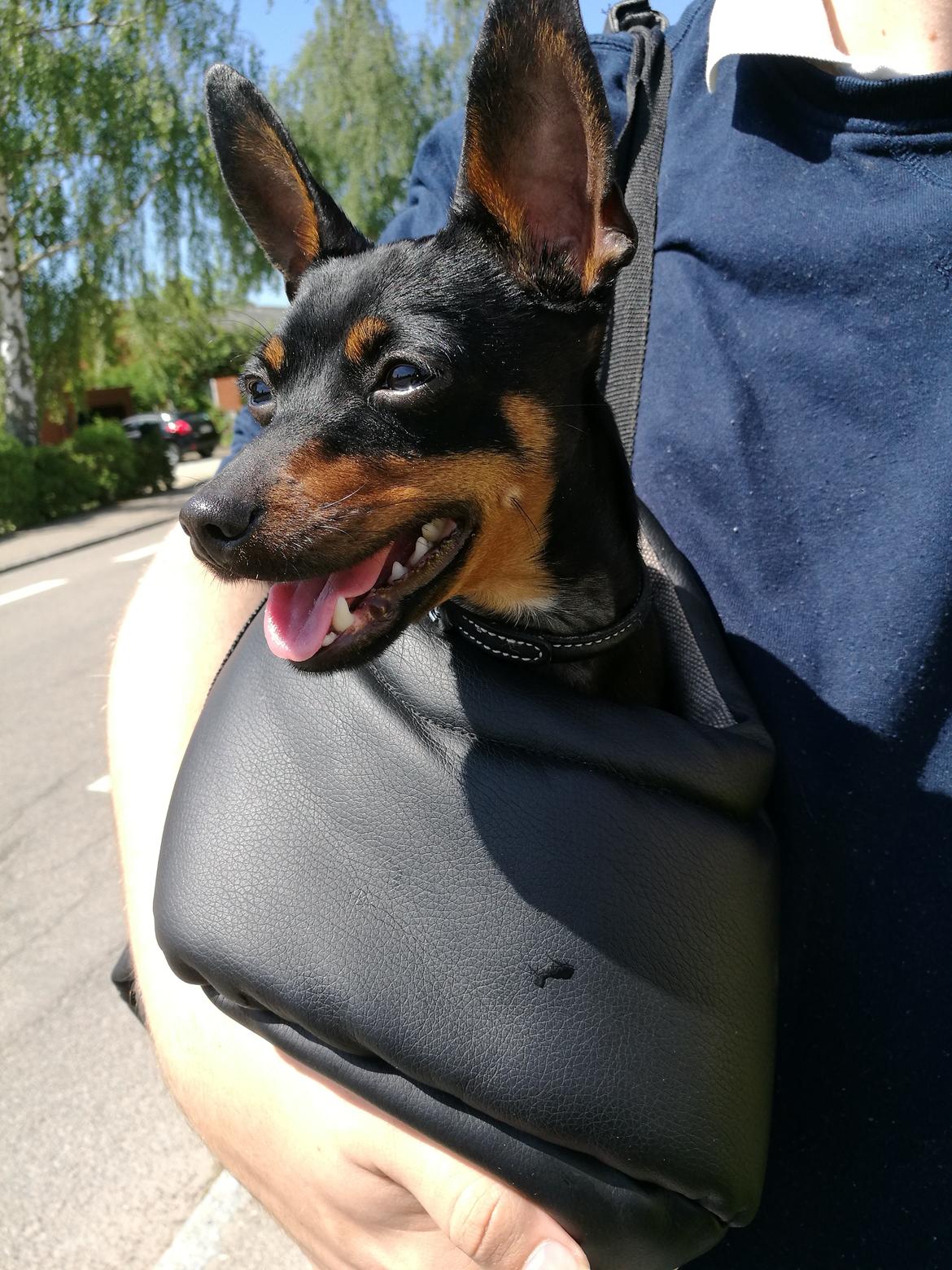 Blanding af racer Frej  billede 13