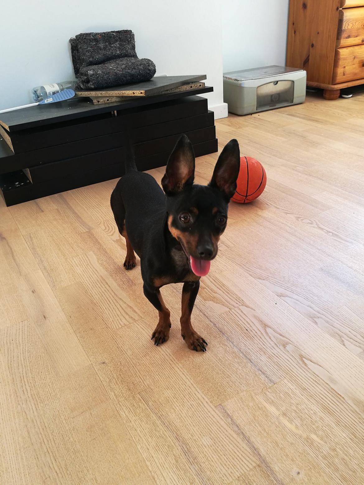 Blanding af racer Frej  billede 14