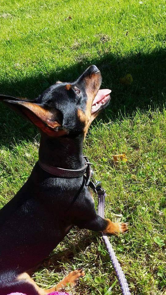 Blanding af racer Frej  billede 16