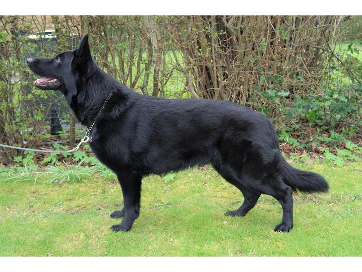 Schæferhund Jen-Ager's Una *Skygge* billede 1