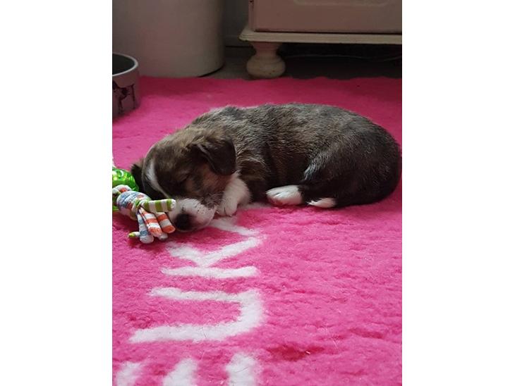 Welsh corgi cardigan Strandengen's Napoleon billede 1