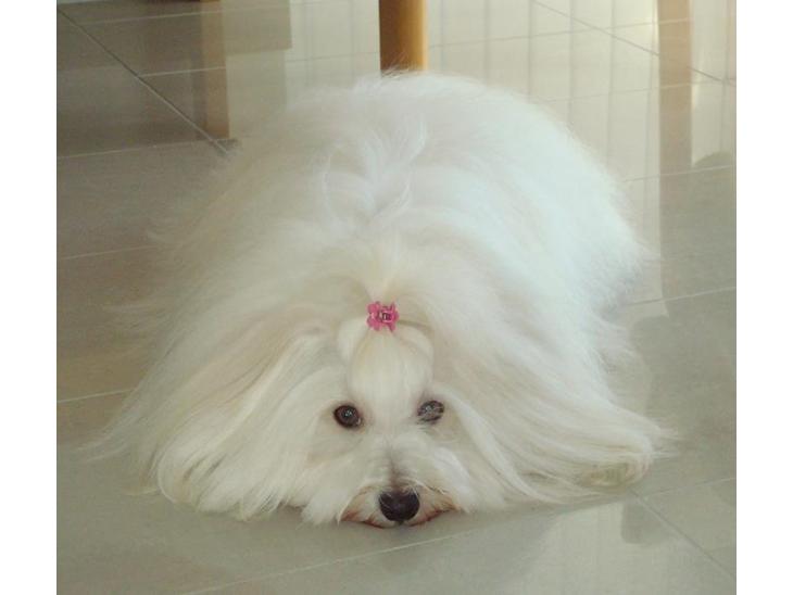 Coton de tulear Jespersen's Savannah billede 1