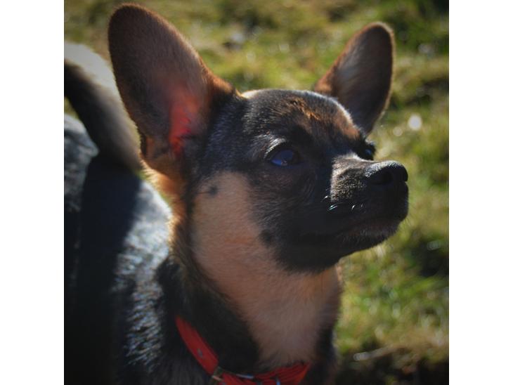 Blanding af racer Ebba (tidligere hund - forældres nu) billede 1