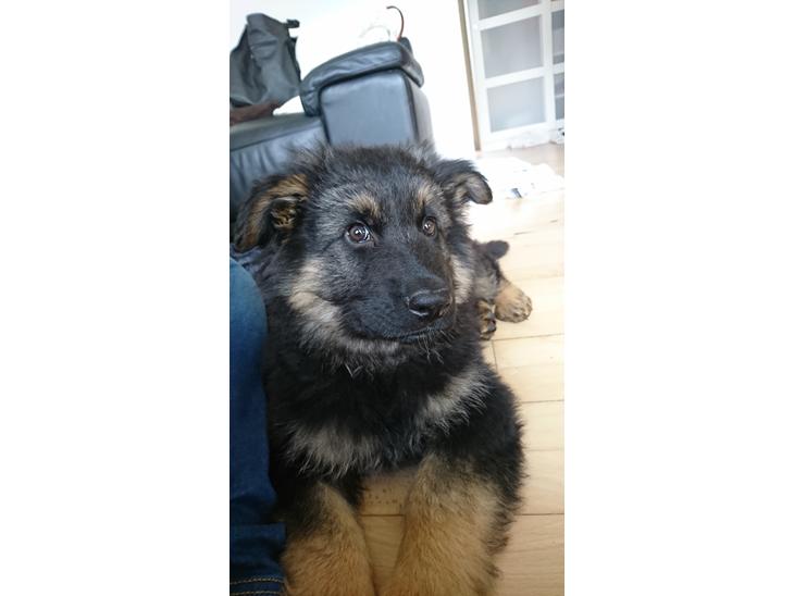 {{currentPhoto.altText}} billede {{currentPhoto.number}}