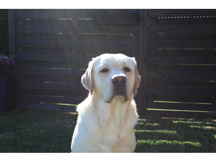 Labrador retriever Manze billede 0