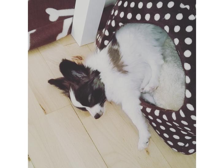 {{currentPhoto.altText}} billede {{currentPhoto.number}}