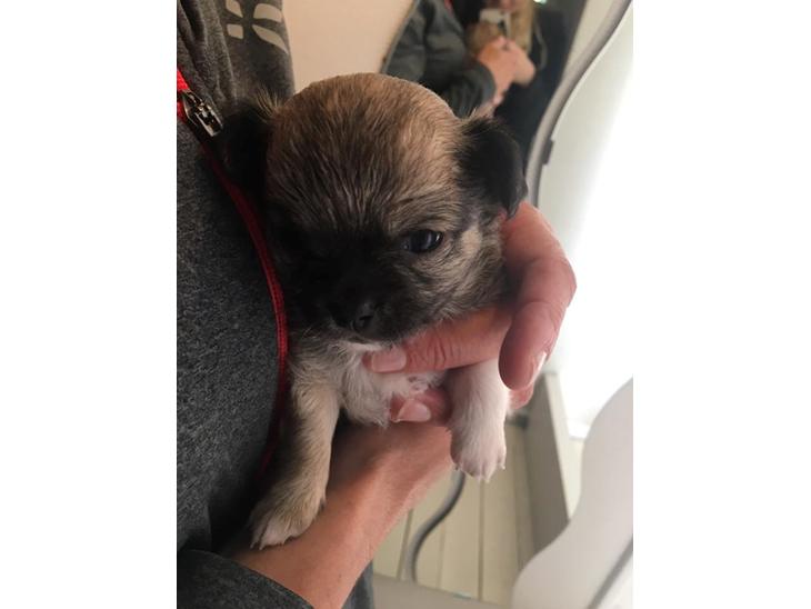 Chihuahua Choko - 3 uger gammel. - Første gang jeg holdt ham i mine hænder.  billede 1