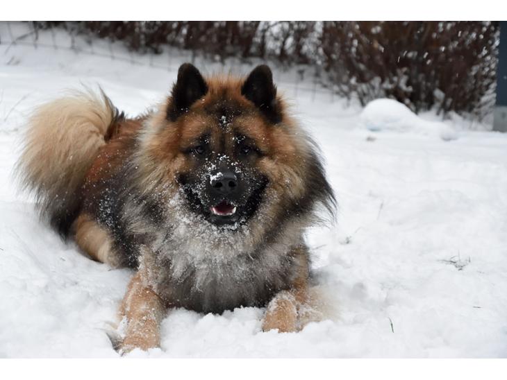 Eurasier Ciwi billede 1