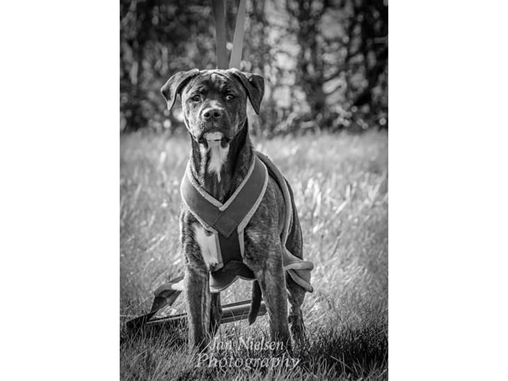 {{currentPhoto.altText}} billede {{currentPhoto.number}}