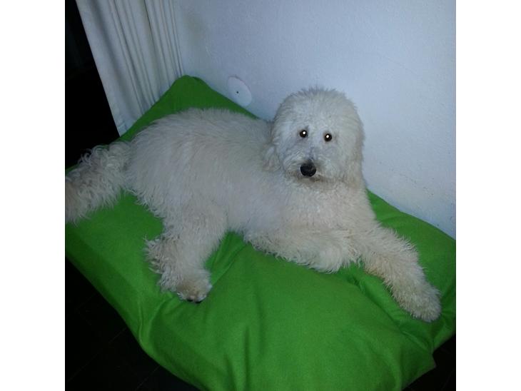 {{currentPhoto.altText}} billede {{currentPhoto.number}}