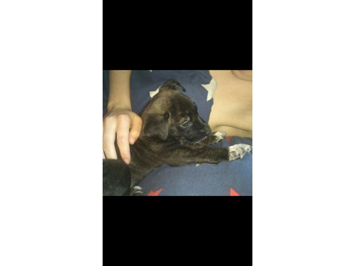 Blanding af racer Mulle R.I.P billede 1