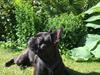 Fransk bulldog Molosshuset Helium - "Pippa"