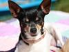 Chihuahua chili [ Himmelhund]
