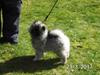 Keeshond Vilma