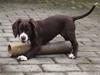 Field Trial Cockerspaniel Spilops Donphan Dagmar