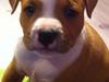 Staffordshire bull terrier Afraid by my strenght / Land of staff FCI (Eddie)