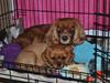 Cavalier king charles spaniel Cavakikki's Viol