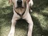 Labrador retriever WALTHER
