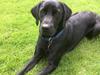 Labrador retriever Topper