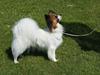 Papillon Nellie