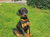 Dobermann Dobergaarden Forever Flying Diablo