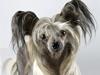 Chinese crested hårløs } Chelsy