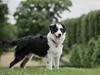 Australian shepherd DeeNovo Sometimes It Snows In April "Saga"