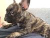 Fransk bulldog Milo