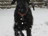Riesenschnauzer Einstein Eray Vom Ravener Forst [ Himmelhund]