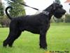Riesenschnauzer Dacho D'artagnan Dübel Vom Ravener Forst [ Himmelhund]
