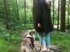 Australian shepherd Louis Vuitton (Milo) himmelhund <3