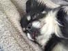 Chihuahua Tyson