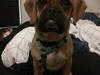 Blanding af racer Meyer - Puggle