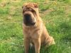 Shar pei Aiko