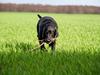 Labrador retriever Eshøjs Trille [ Himmelhund]