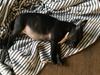 Staffordshire bull terrier Nellie