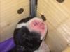 Staffordshire bull terrier Sille